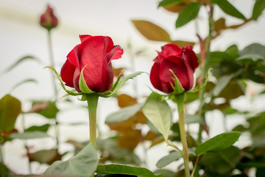 Freedom - Everbloom Roses