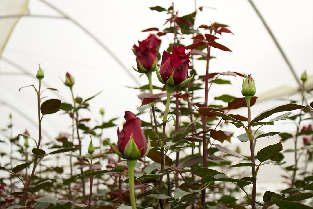 Explorer - Everbloom Roses