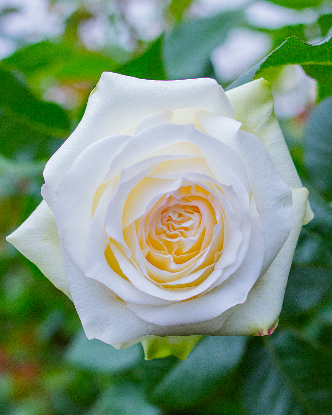 Candlelight - Everbloom Roses