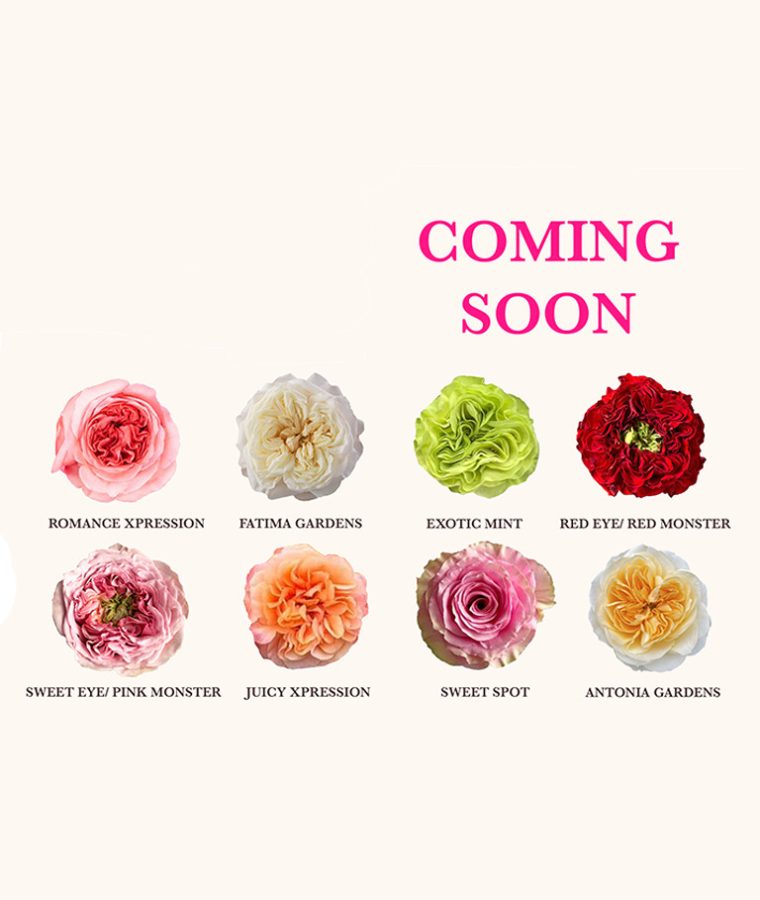 coming soon